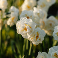 Żonkil, Narcissus 'Bridal Crown'