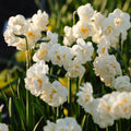 Żonkil, Narcissus 'Bridal Crown'