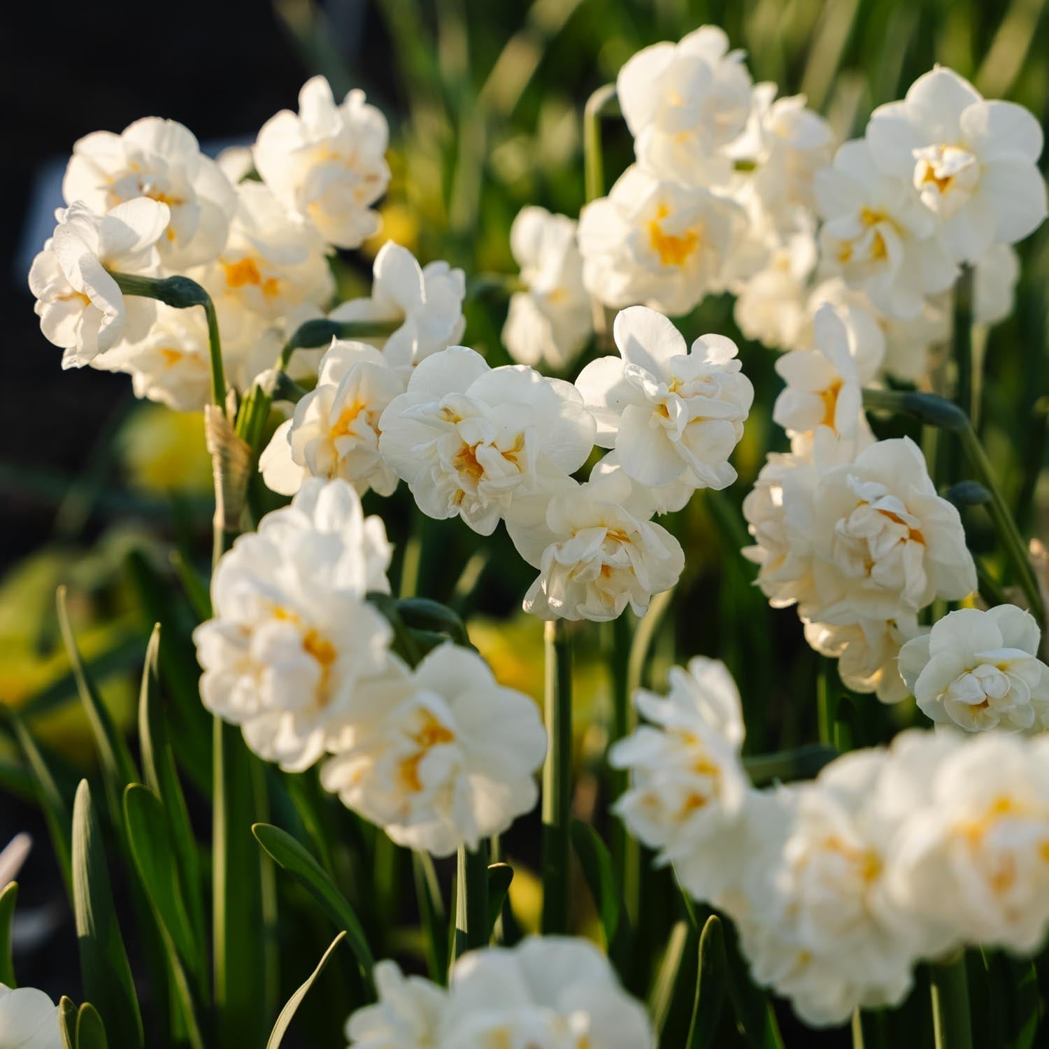 Żonkil, Narcissus 'Bridal Crown'