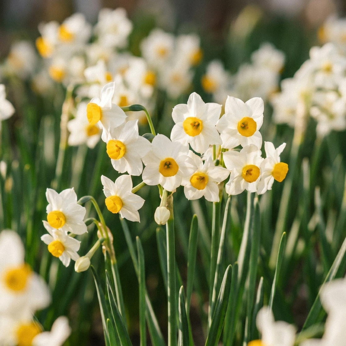 Żonkil, Narcissus 'Canaliculatus'