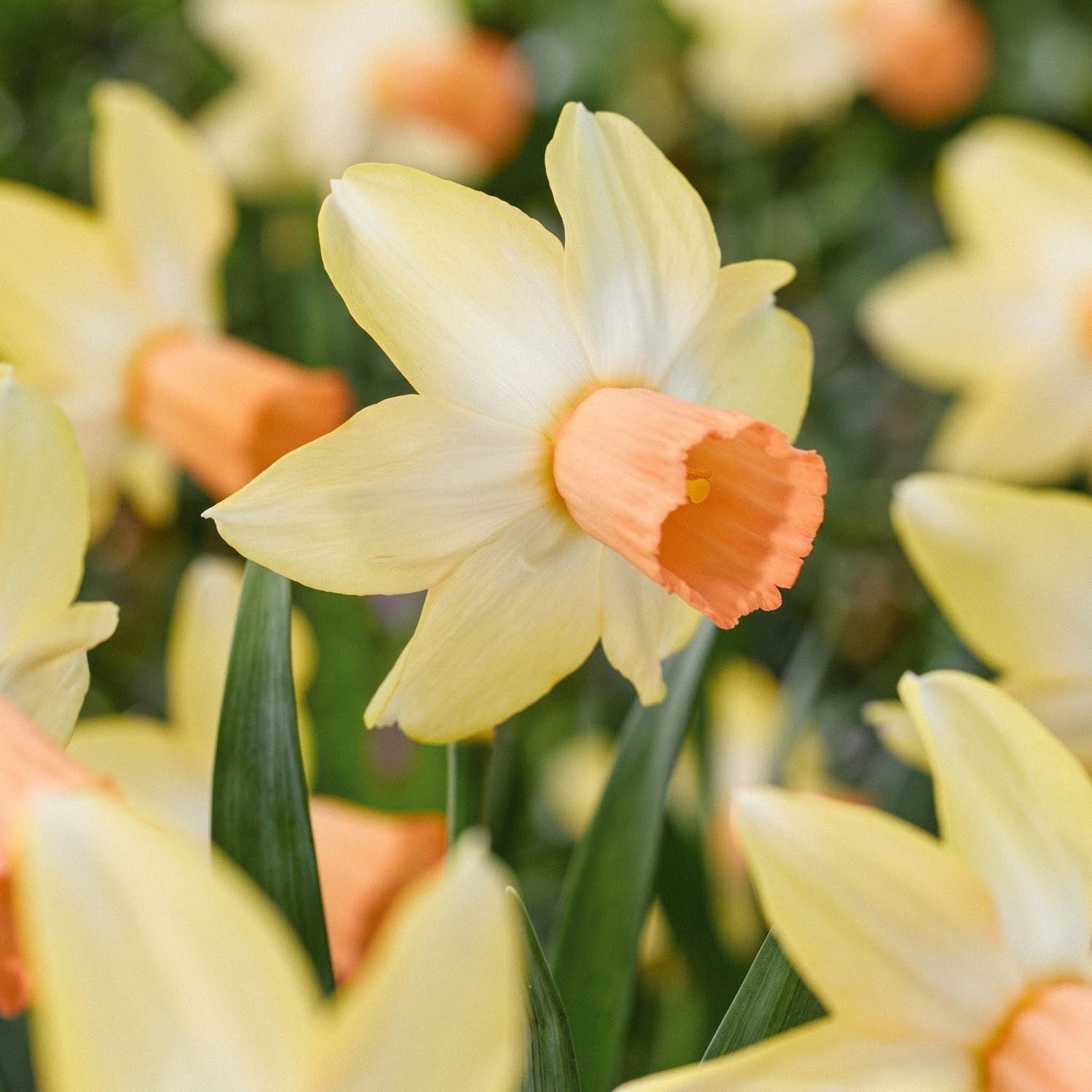 Żonkil, Narcissus 'Carice'