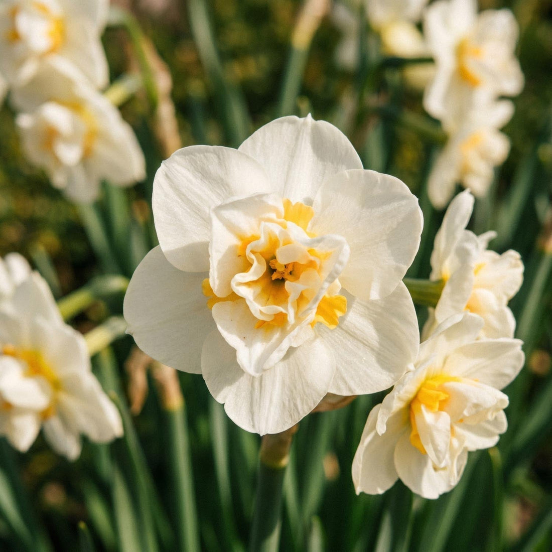 Żonkil, Narcissus 'Cheerfulness'