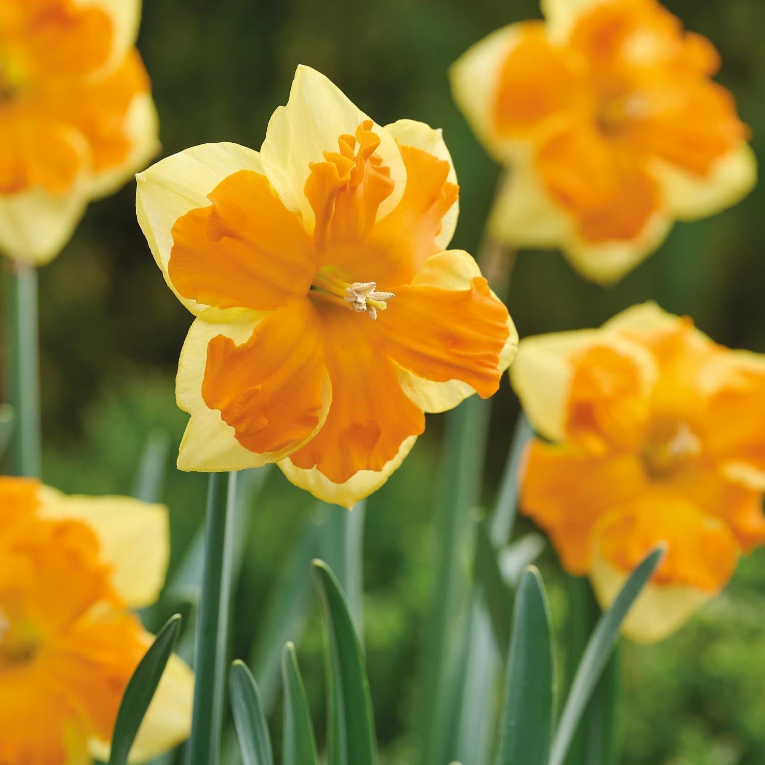 Żonkil, Narcissus 'Congress'