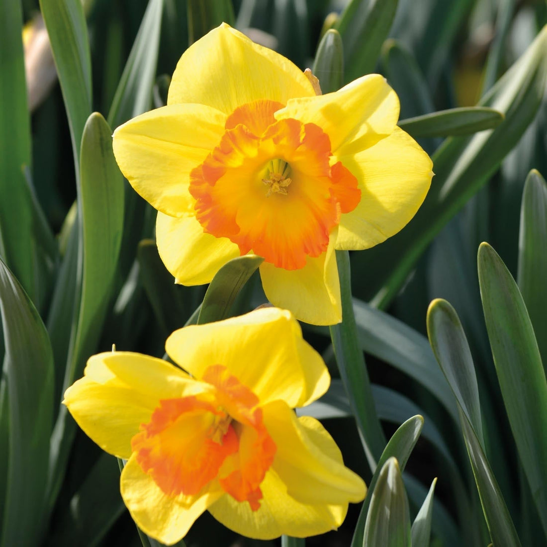 Żonkil, Narcissus 'Delibes'