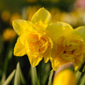Żonkil, Narcissus 'Dick Wilden'