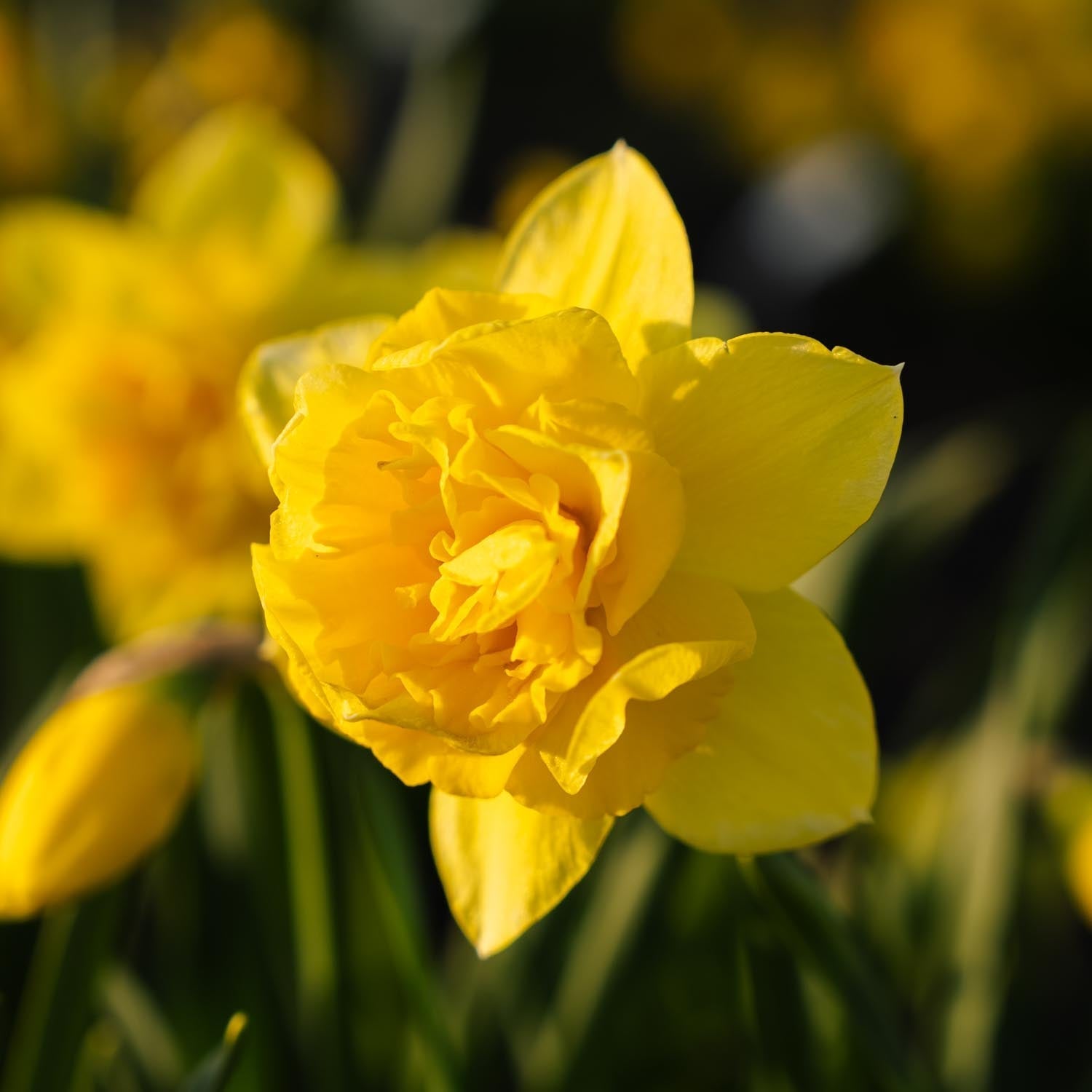 Żonkil, Narcissus 'Dick Wilden'