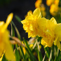 Żonkil, Narcissus 'Dick Wilden'