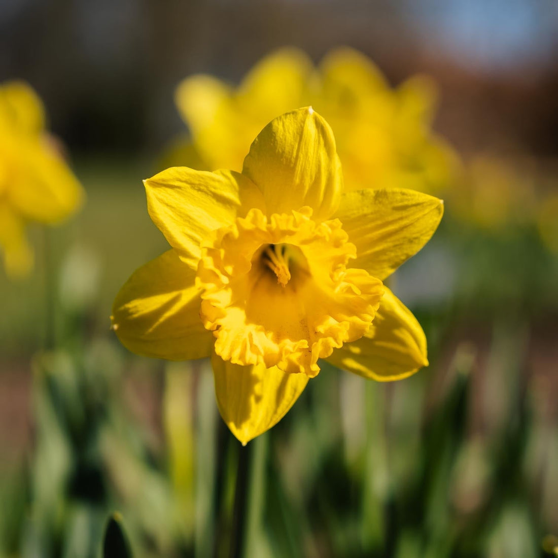 Żonkil, Narcissus 'Dutch Master'