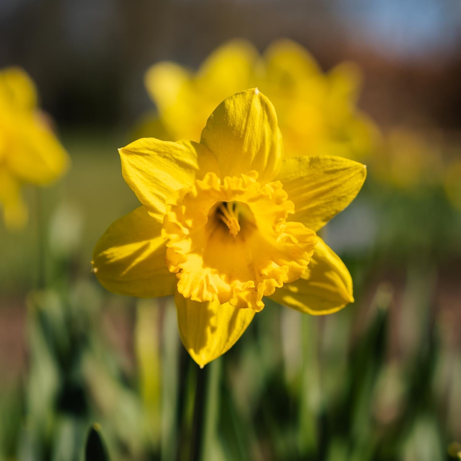Żonkil, Narcissus 'Dutch Master'