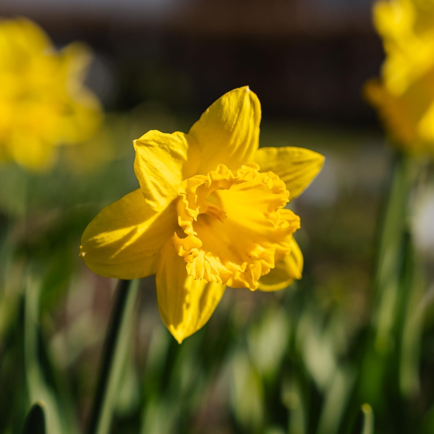 Żonkil, Narcissus 'Dutch Master'