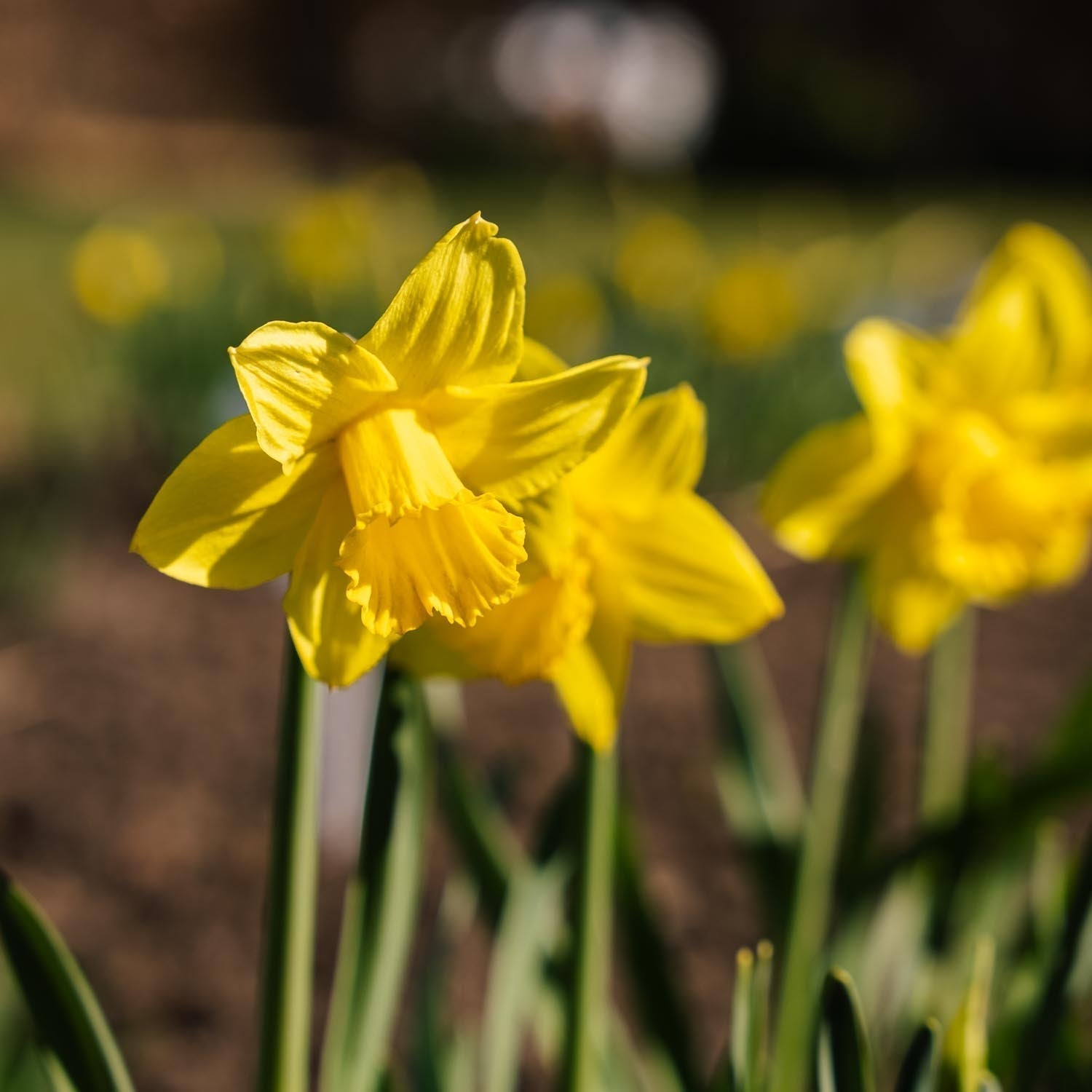 Żonkil, Narcissus 'Dutch Master'