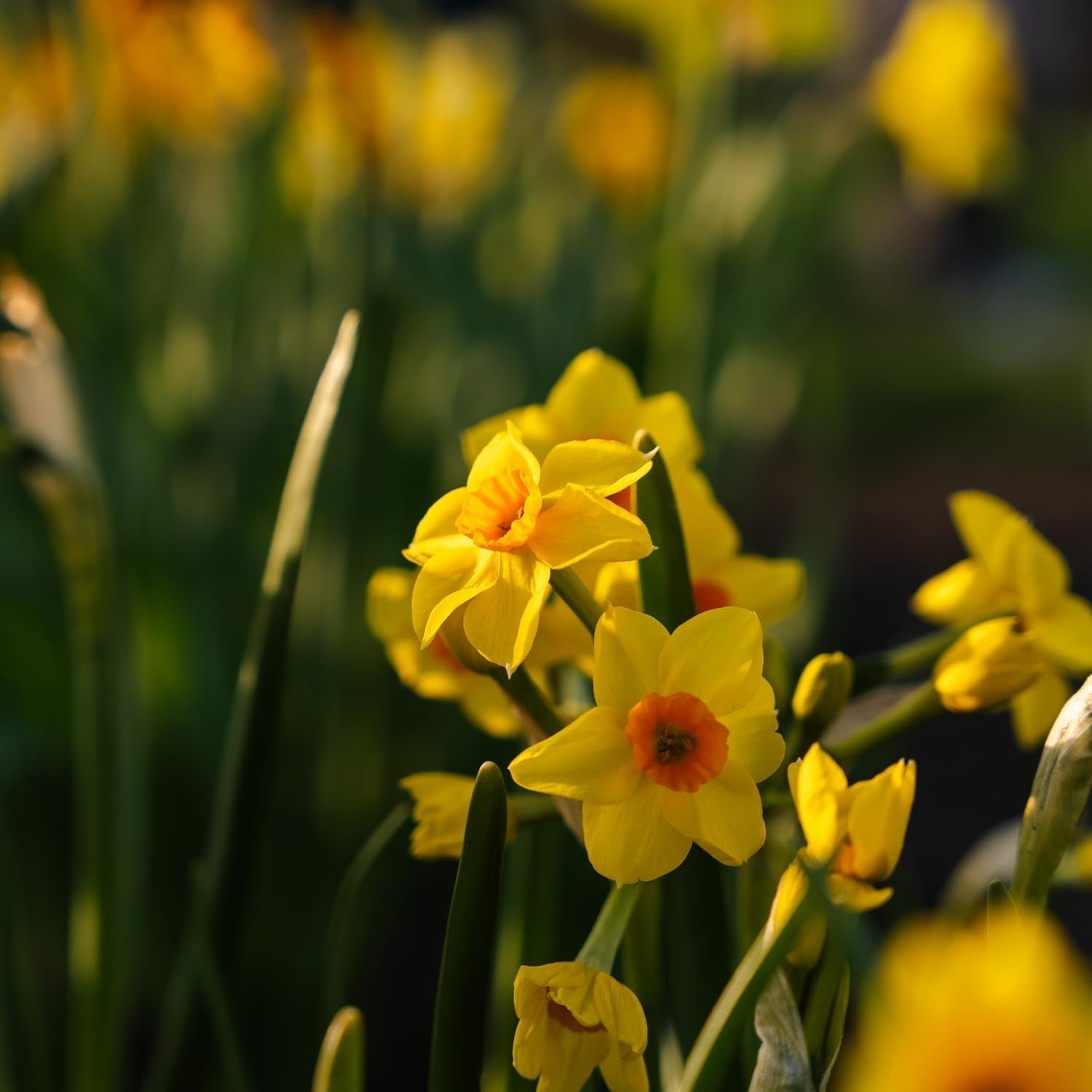Żonkil, Narcissus 'Falconet'