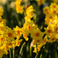 Żonkil, Narcissus 'Falconet'