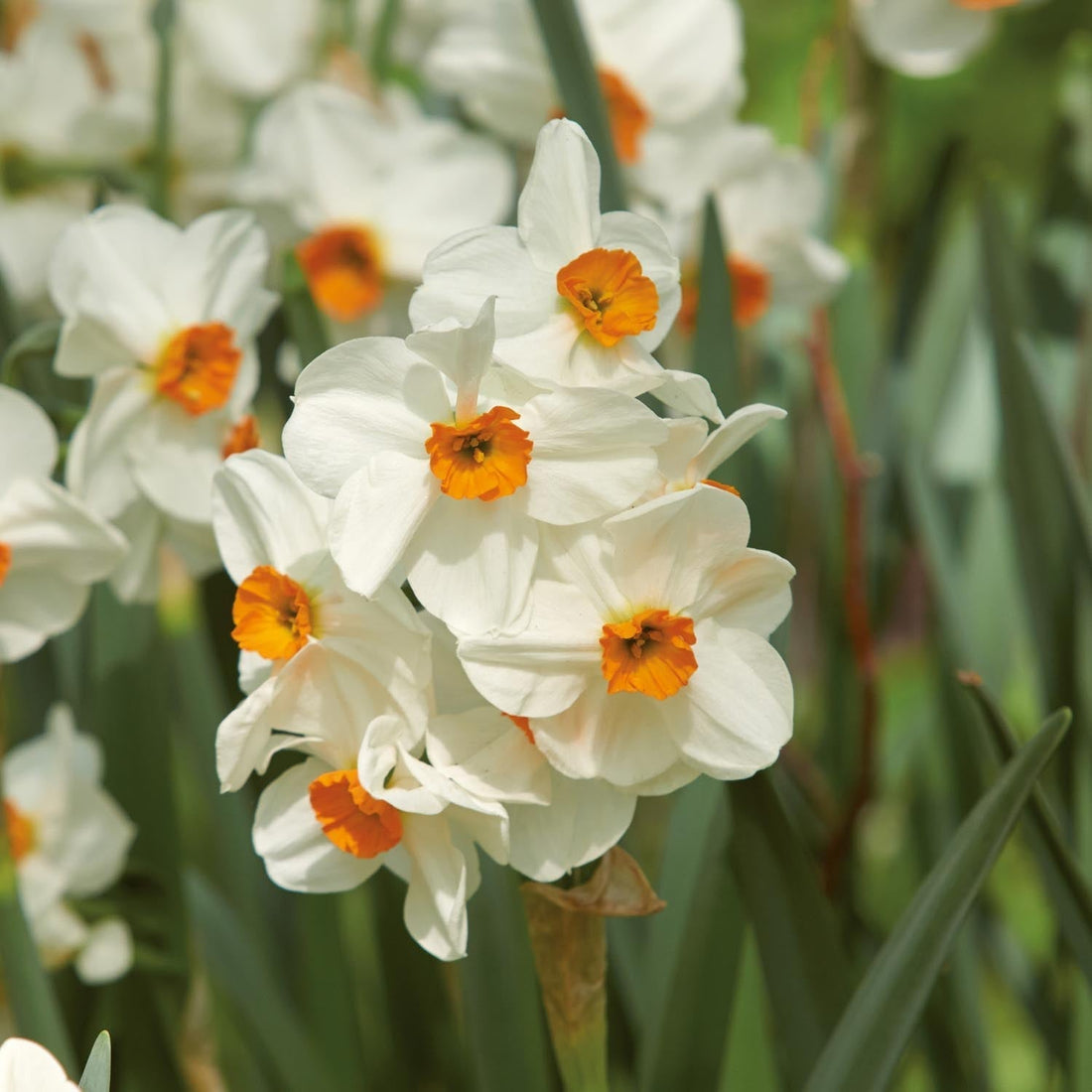 Żonkil, Narcissus 'Geranium'