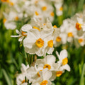 Żonkil, Narcissus 'Geranium'