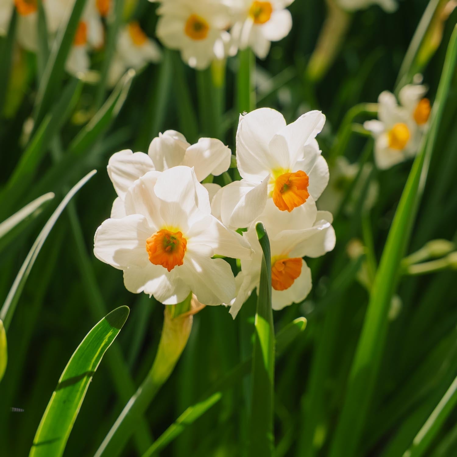 Żonkil, Narcissus 'Geranium'