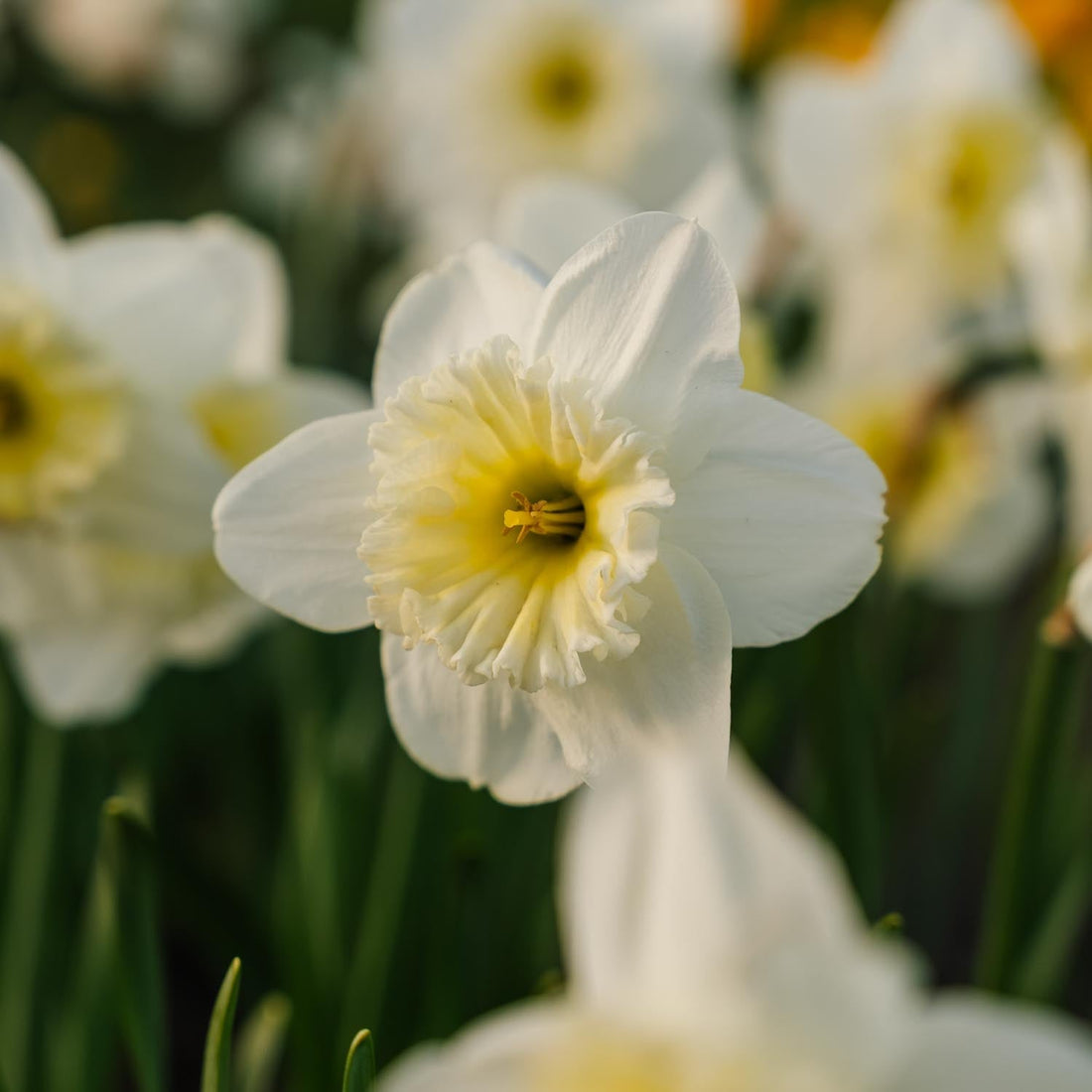 Żonkil, Narcissus 'Ice Follies'