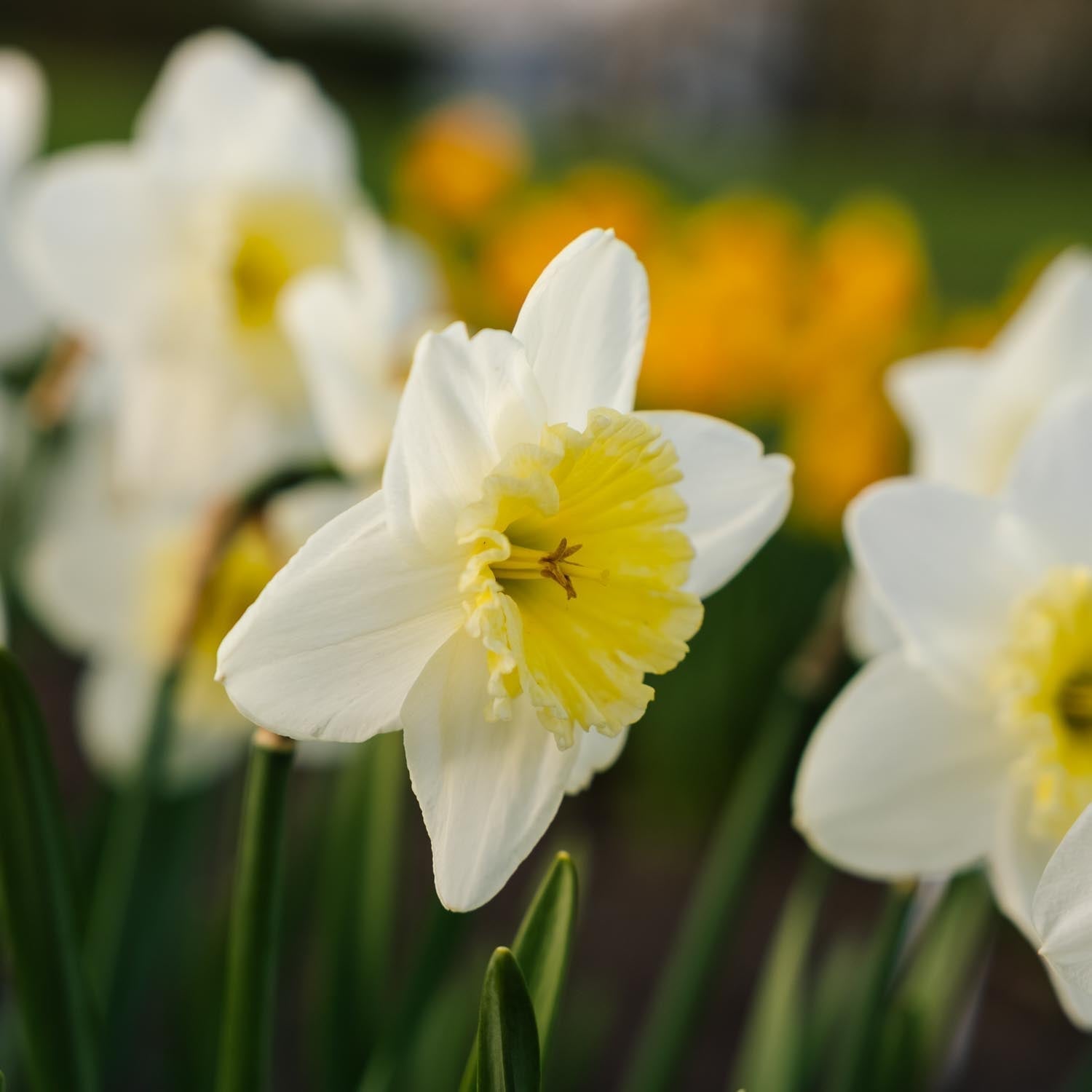 Żonkil, Narcissus 'Ice Follies'