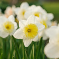 Żonkil, Narcissus 'Ice Follies'