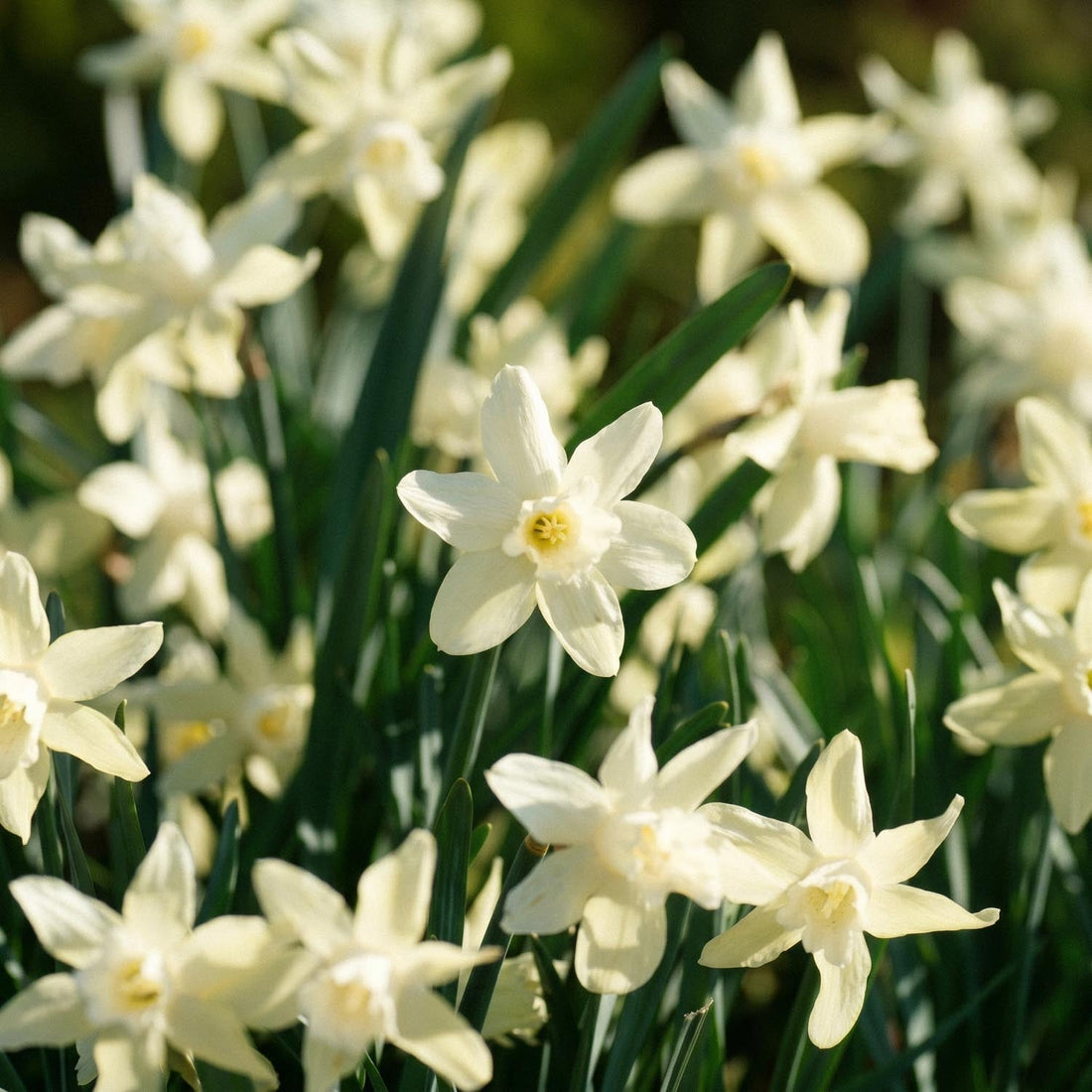 Żonkil, Narcissus 'Iwona'