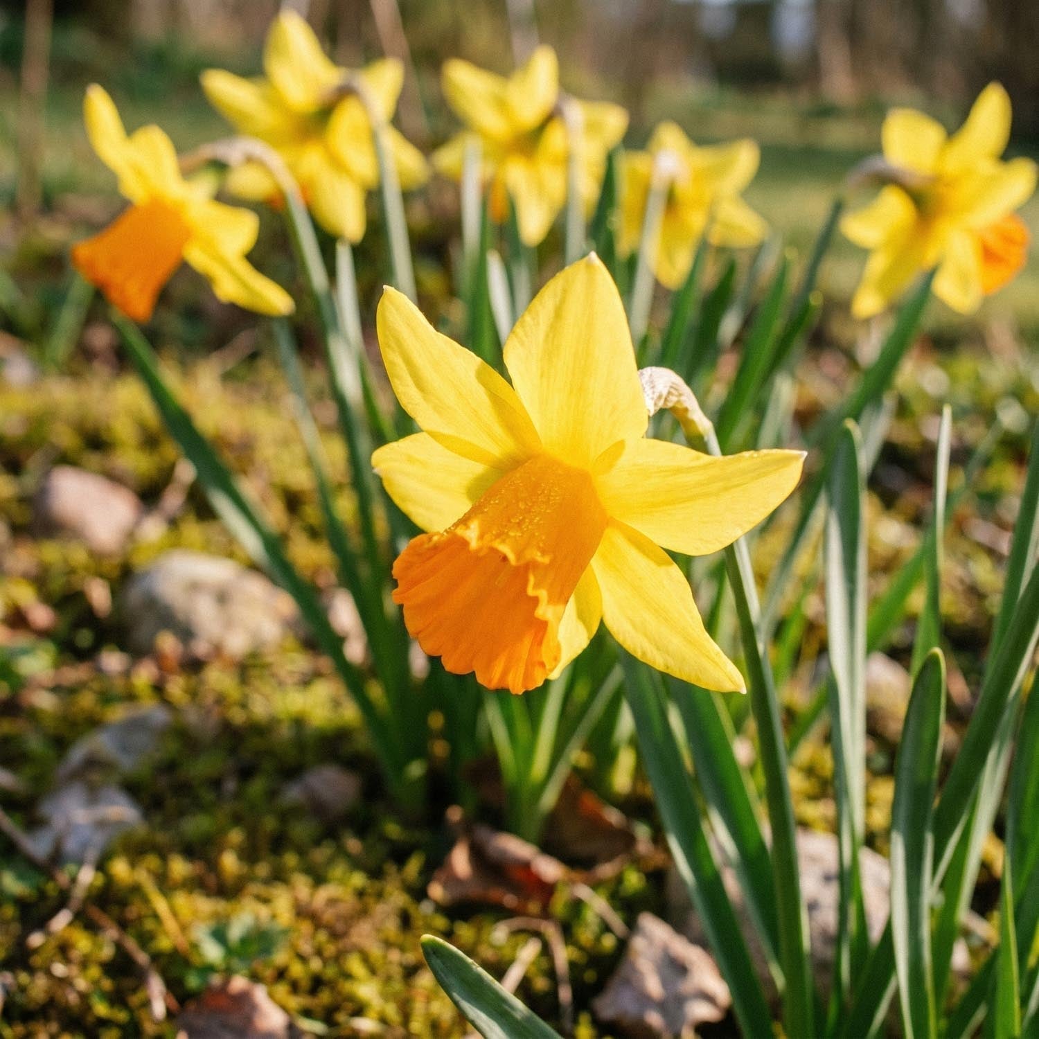 Żonkil, Narcissus 'Jetfire'