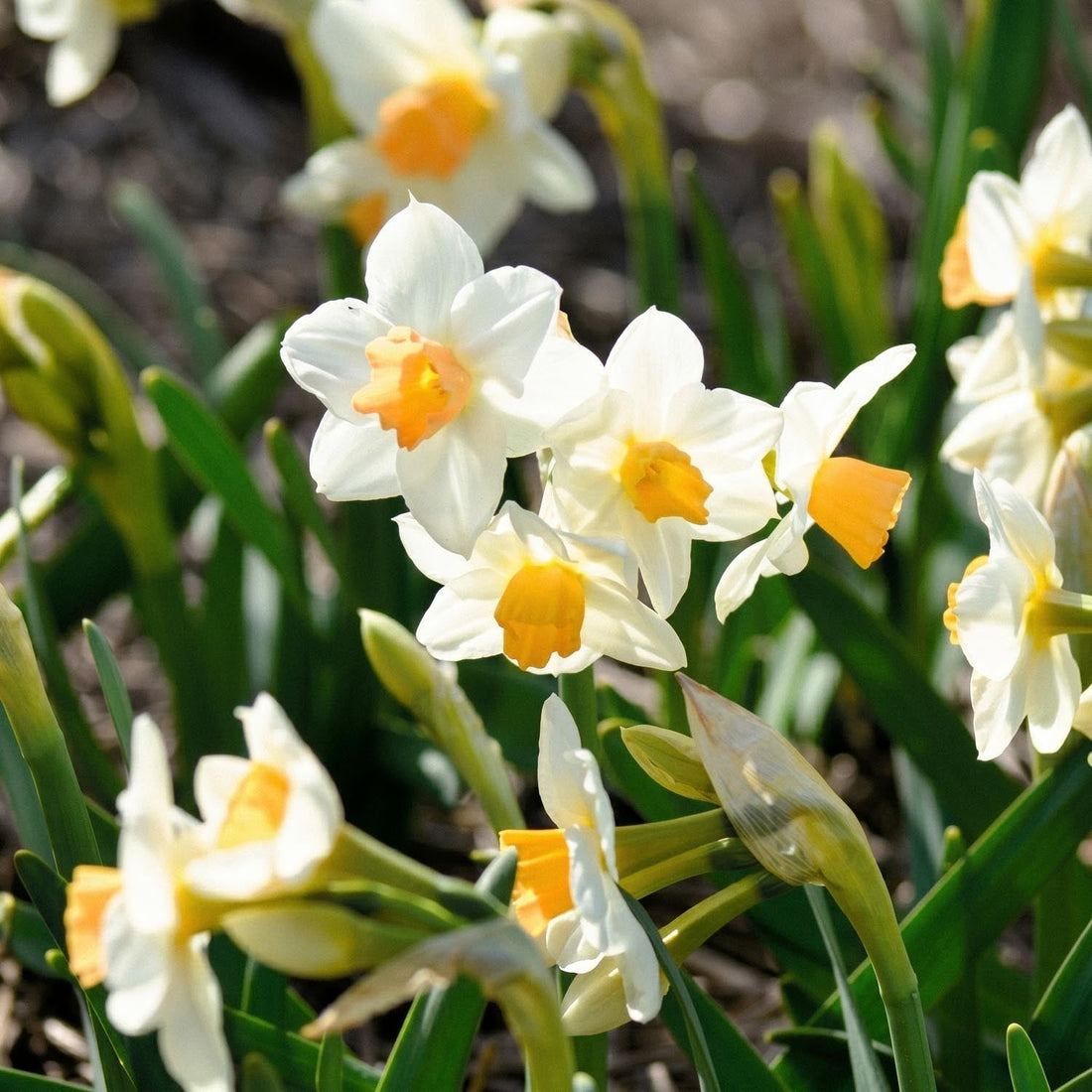 Żonkil, Narcissus 'Kapiti Peach'