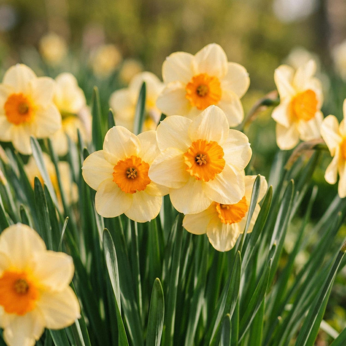 Żonkil, Narcissus 'Kedron'