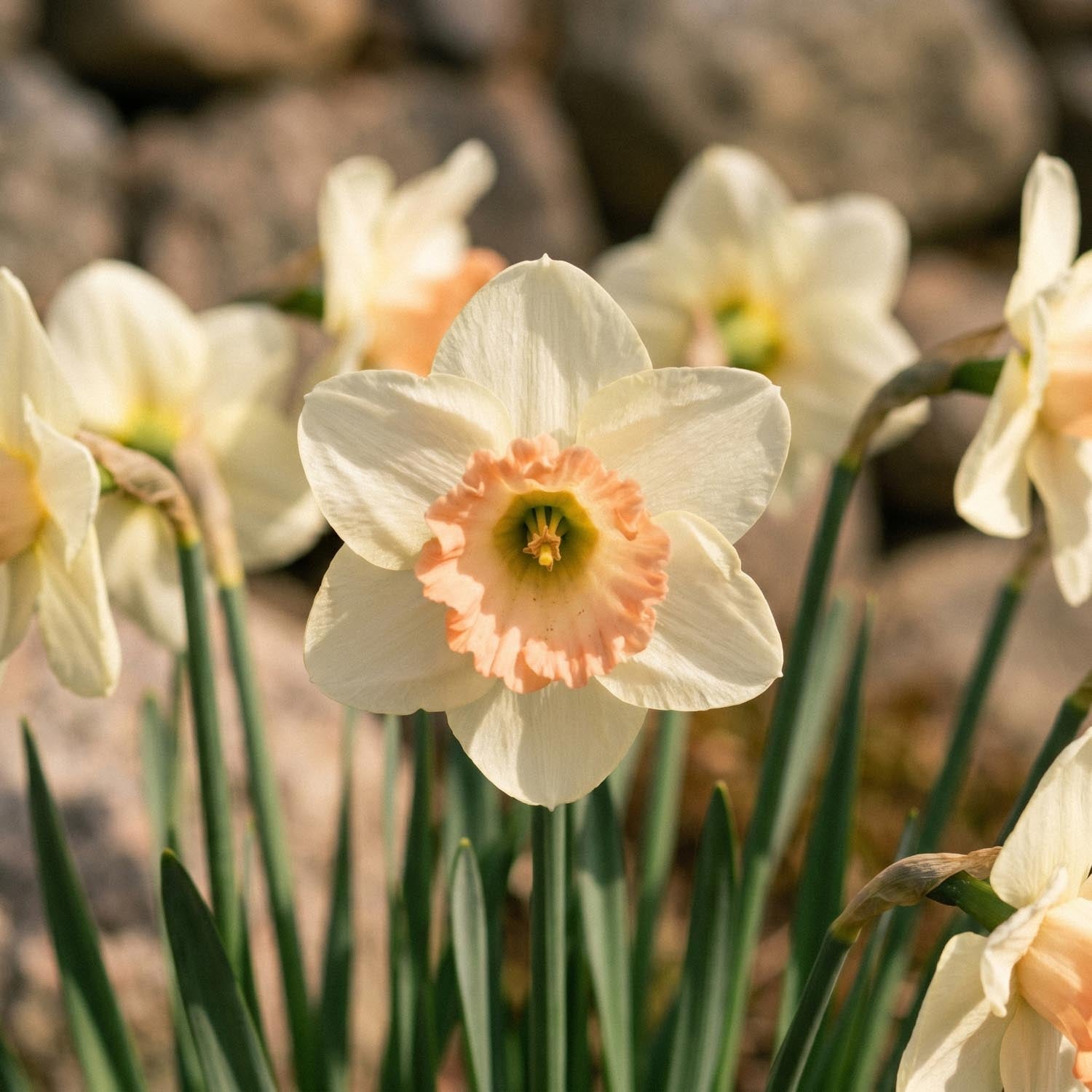 Żonkil, Narcissus 'Martha Stewart'