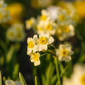 Żonkil, Narcissus 'Minnow'