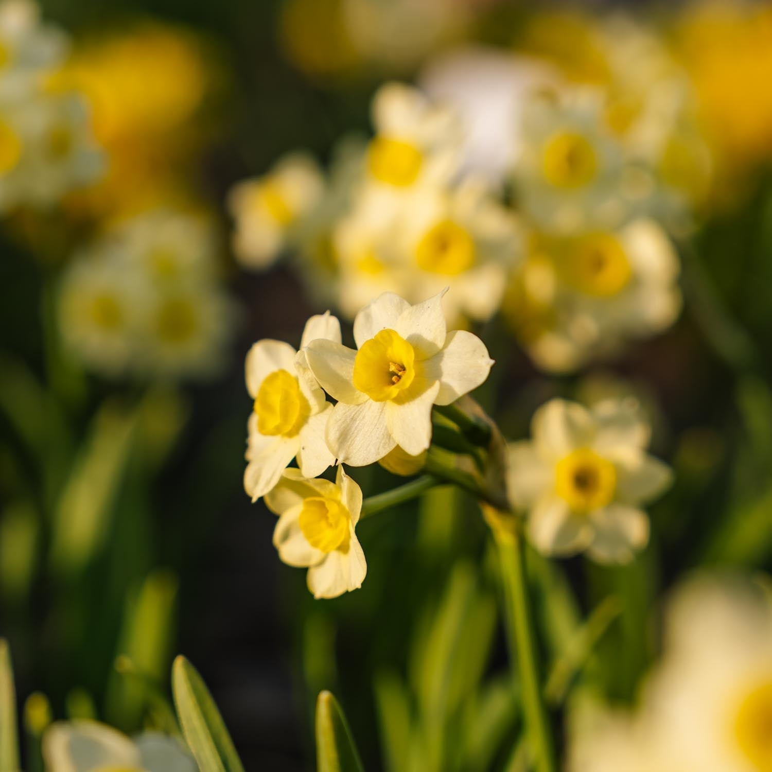 Żonkil, Narcissus 'Minnow'