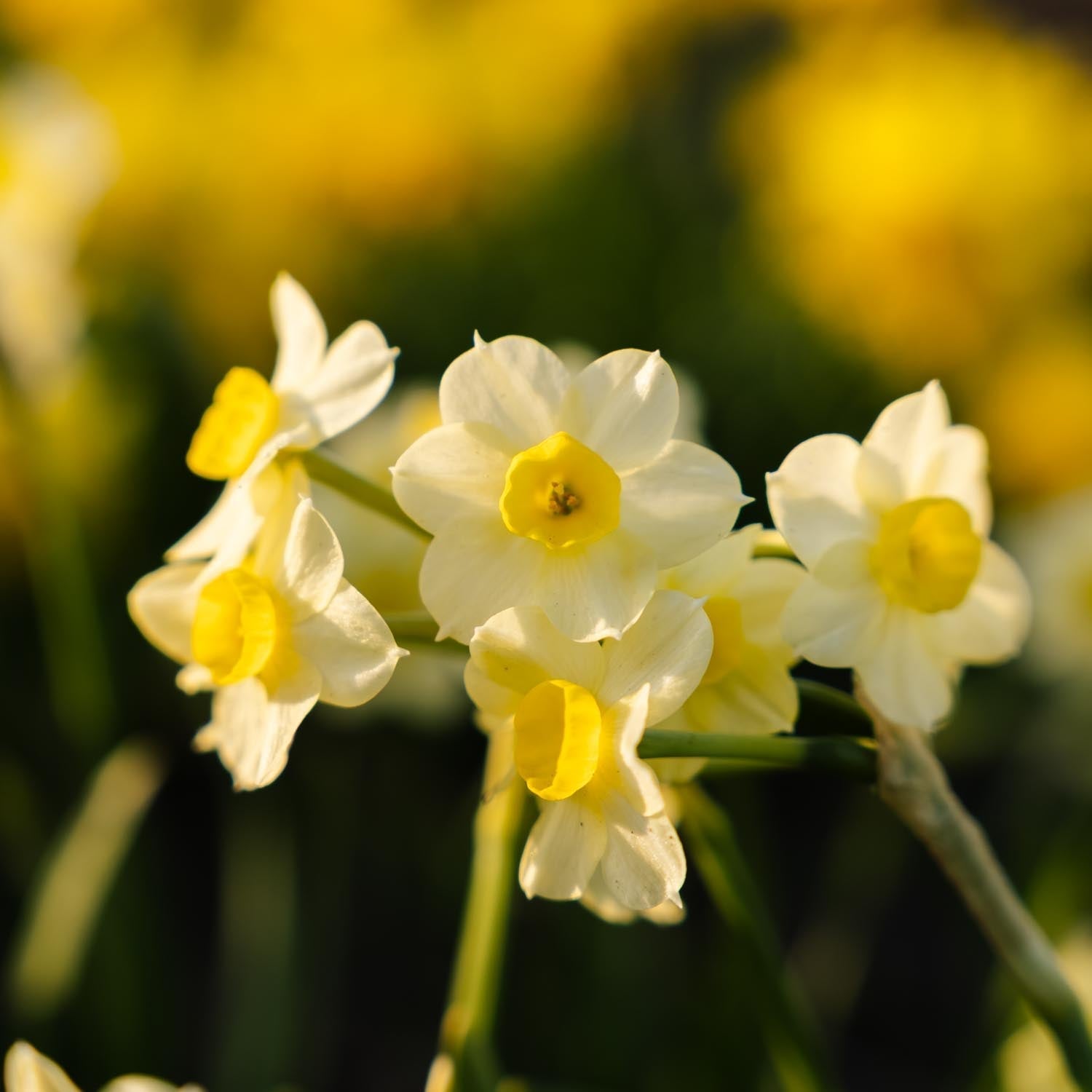 Żonkil, Narcissus 'Minnow'