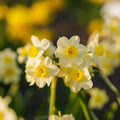 Żonkil, Narcissus 'Minnow'