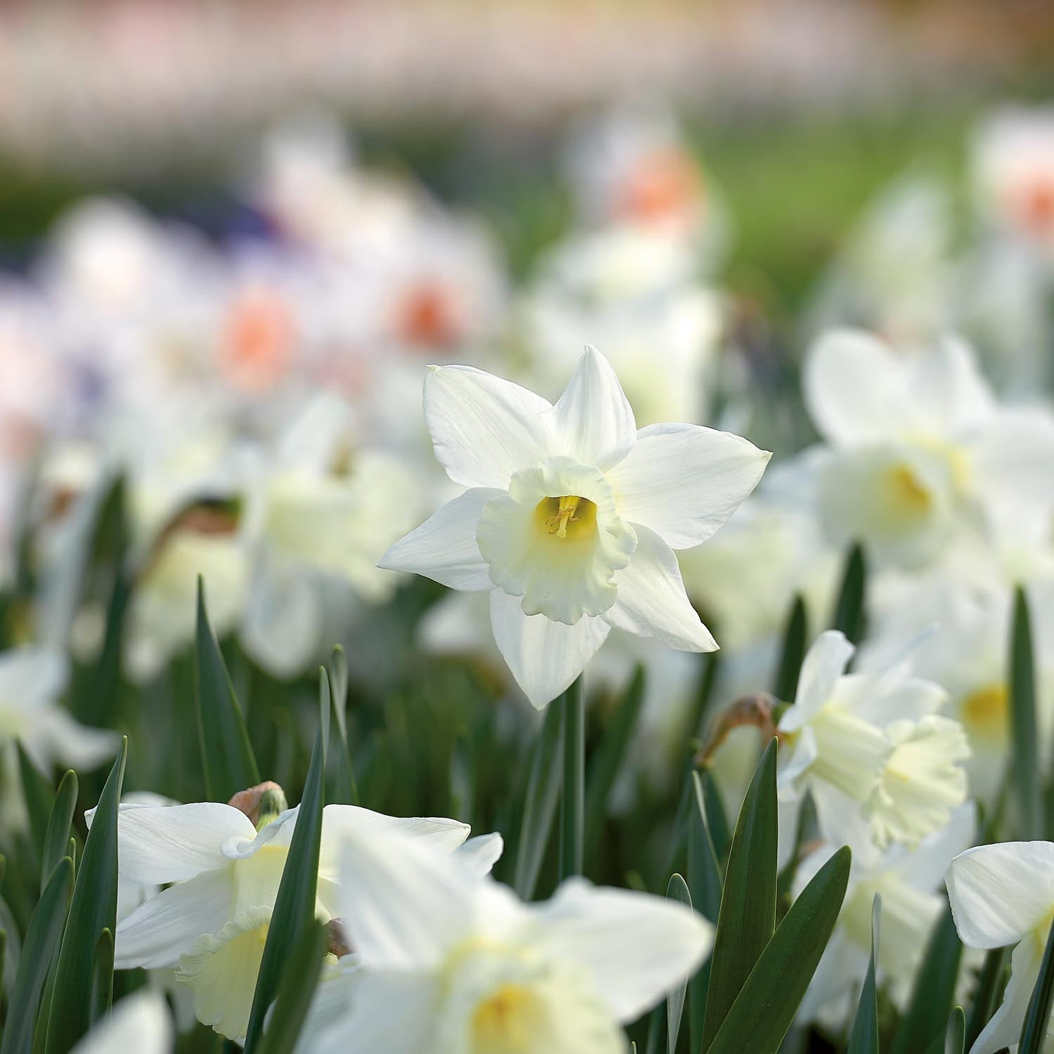 Żonkil, Narcissus 'Mount Hood'