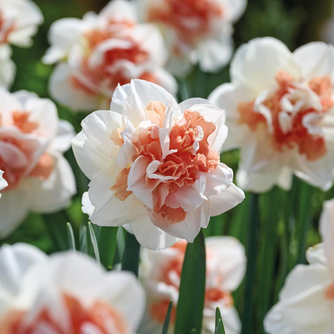 Żonkil, Narcissus 'My Story'