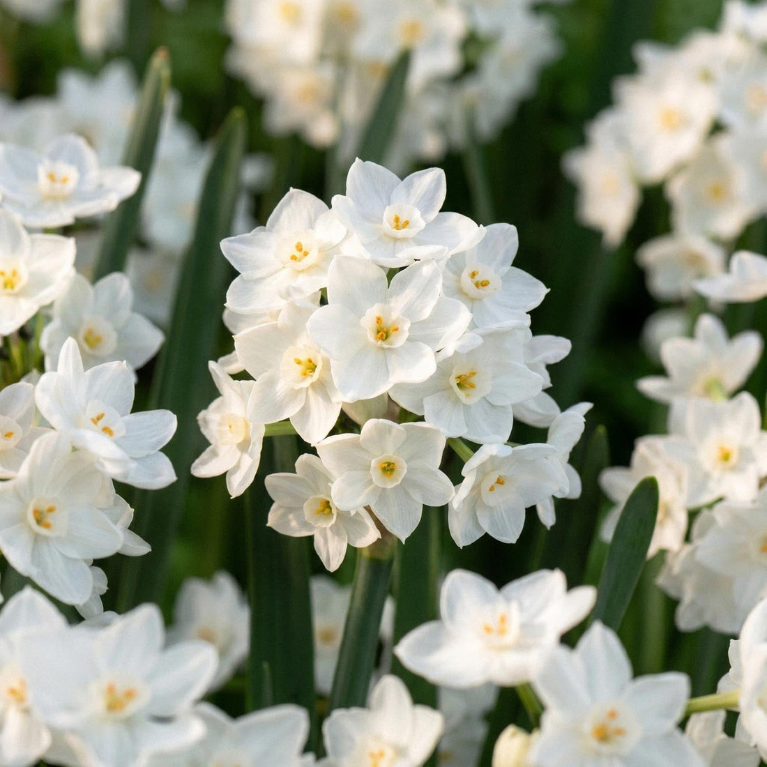 Żonkil, Narcissus 'Paperwhite Ziva'
