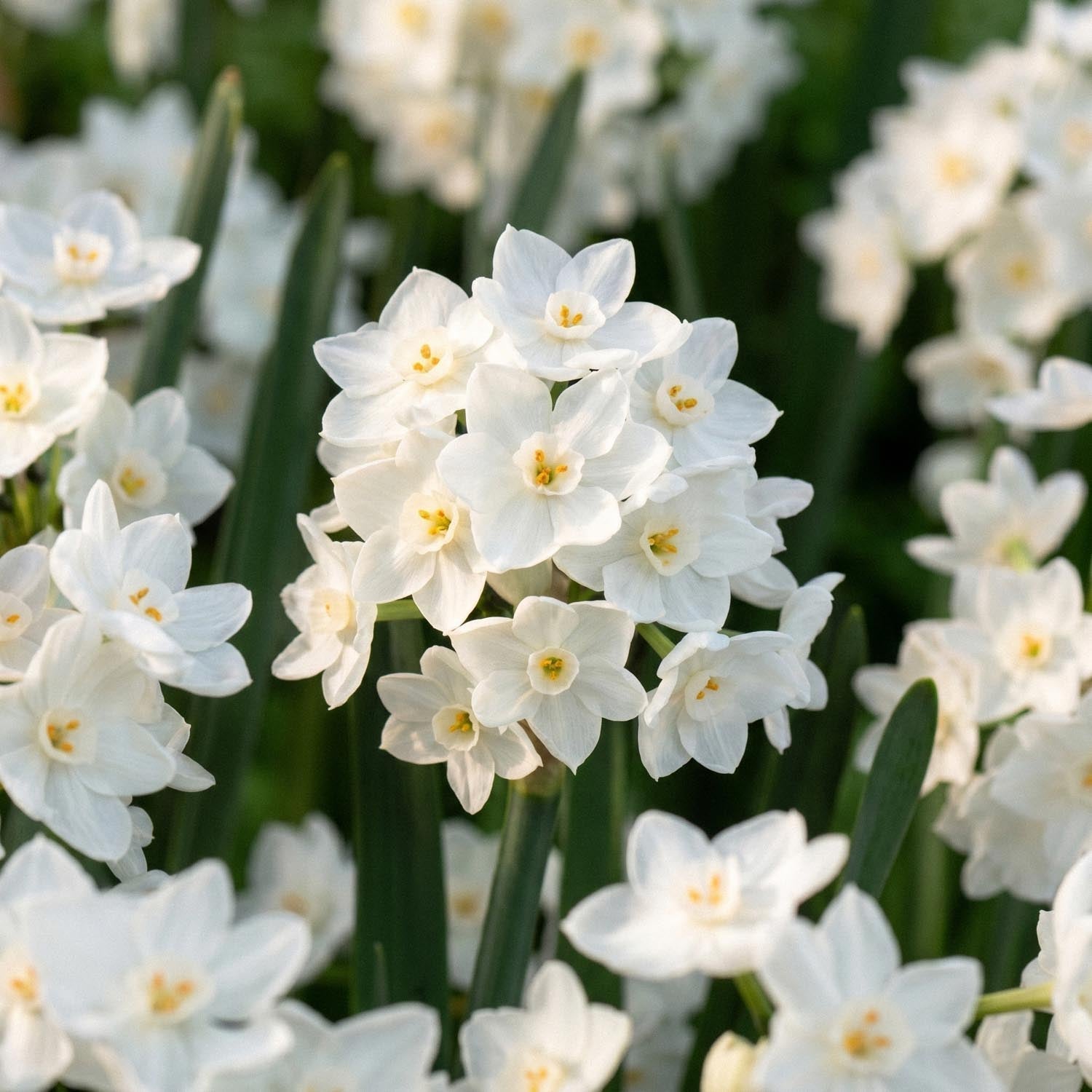 Żonkil, Narcissus 'Paperwhite Ziva'