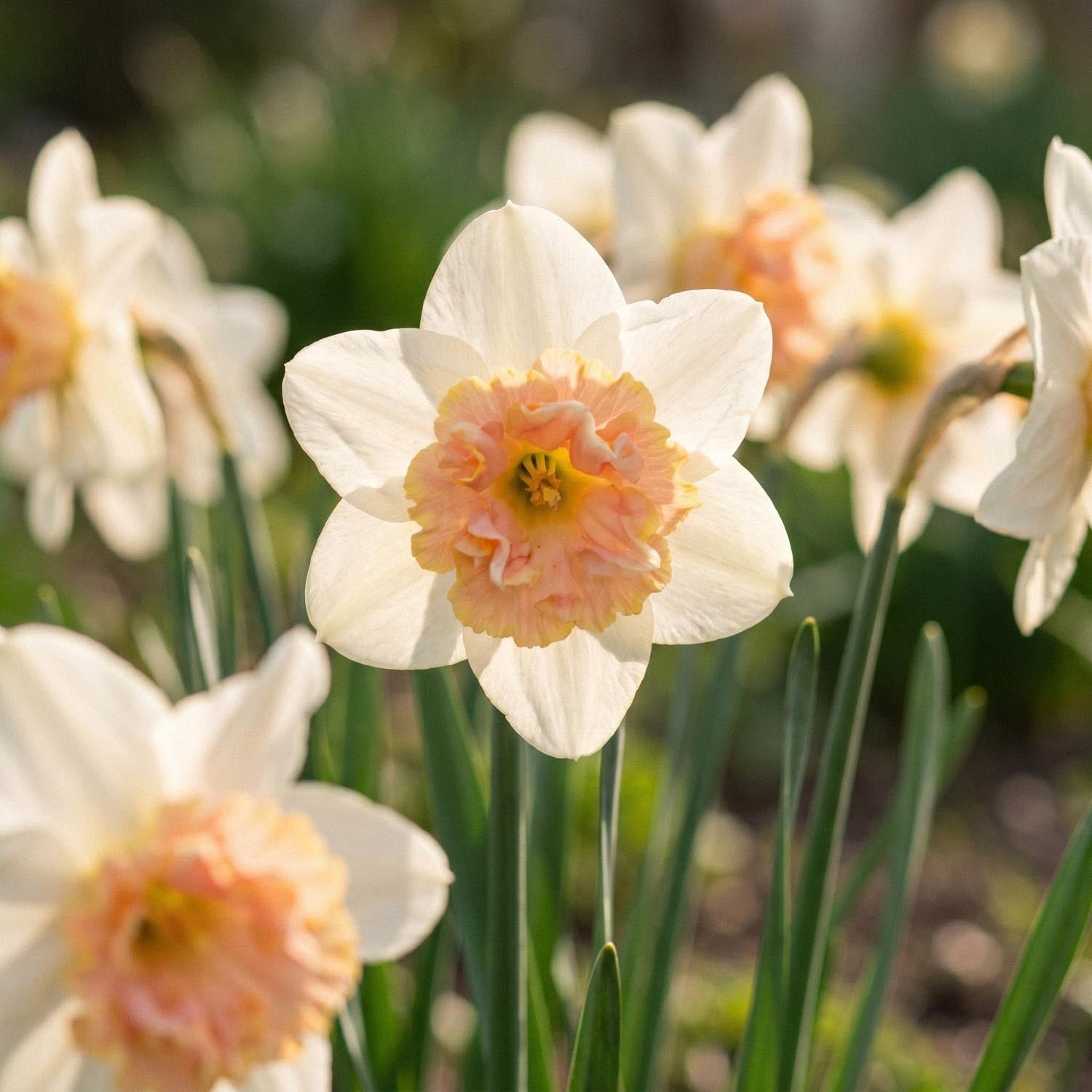 Żonkil, Narcissus 'Petit Four'