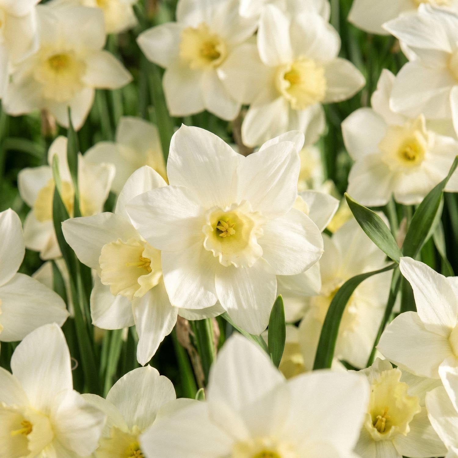 Żonkil, Narcissus 'Pueblo'
