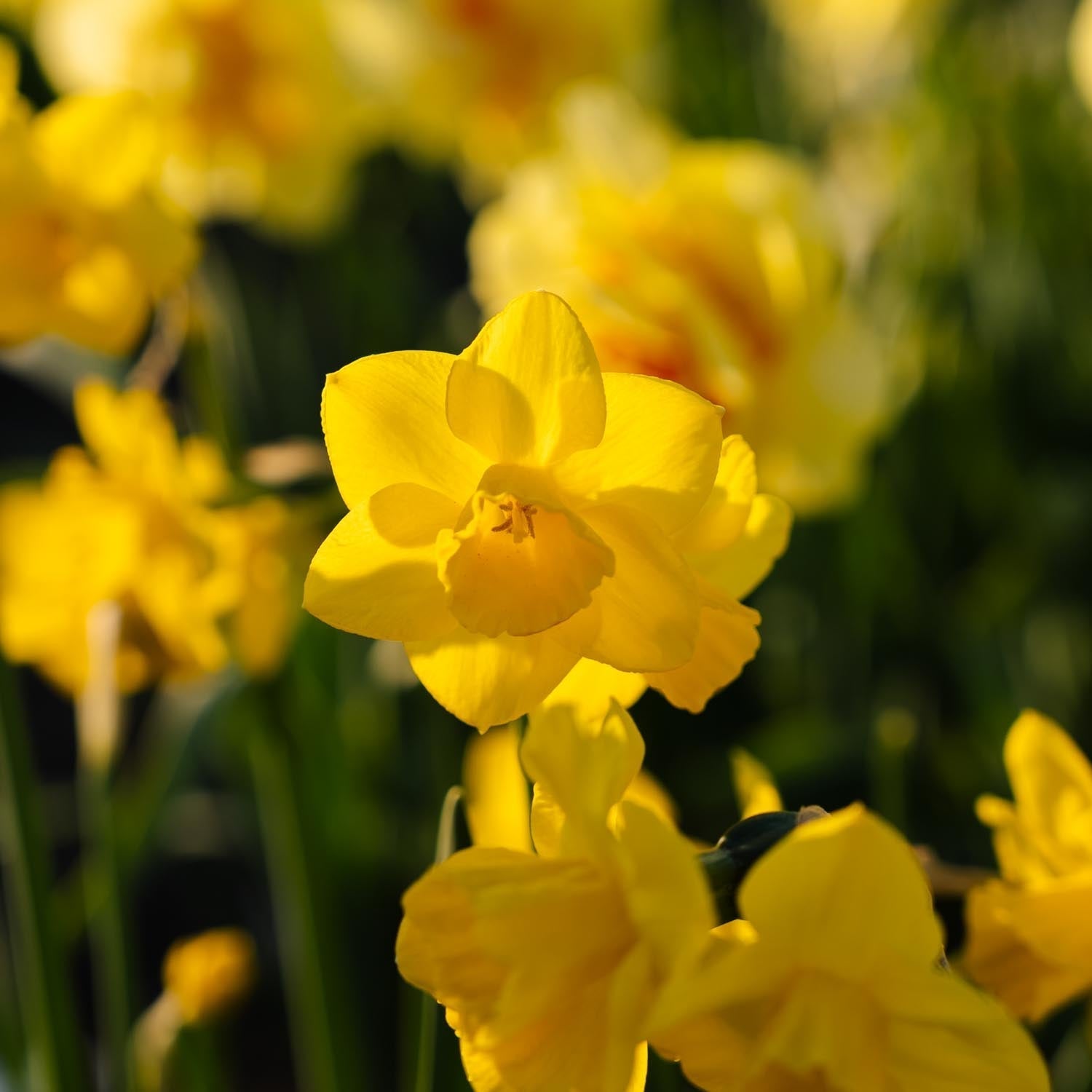 Żonkil, Narcissus 'Quail'