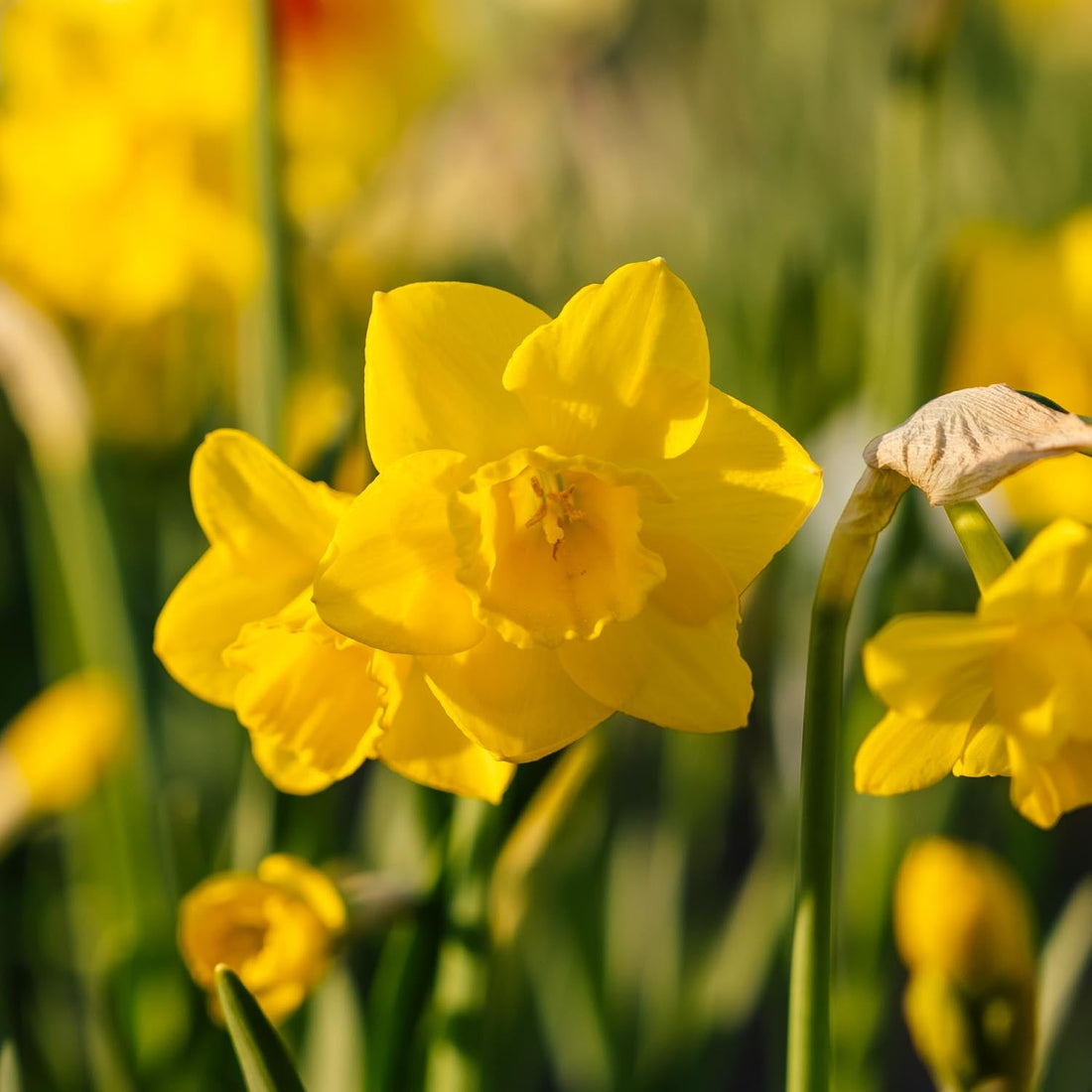 Żonkil, Narcissus 'Quail'