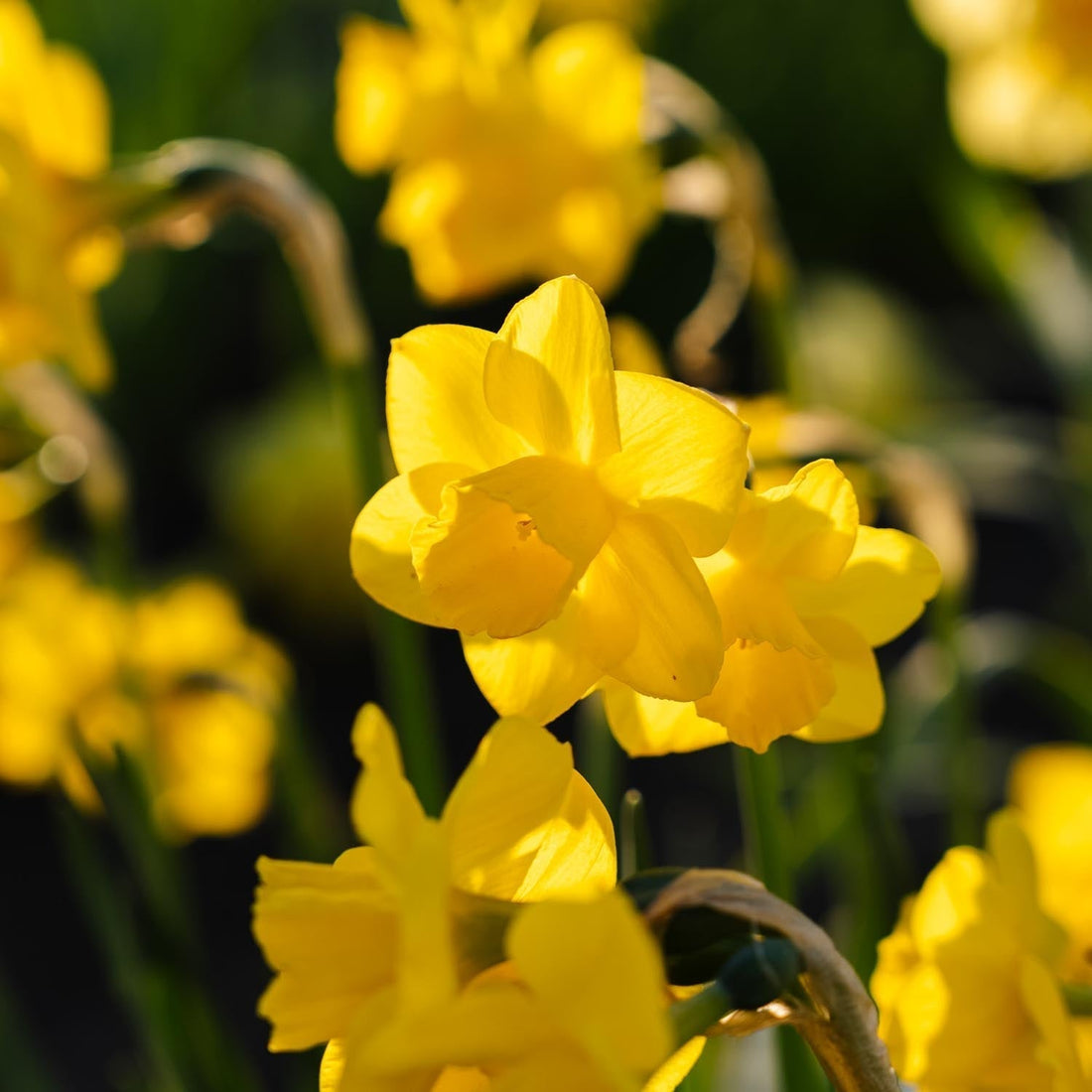 Żonkil, Narcissus 'Quail'