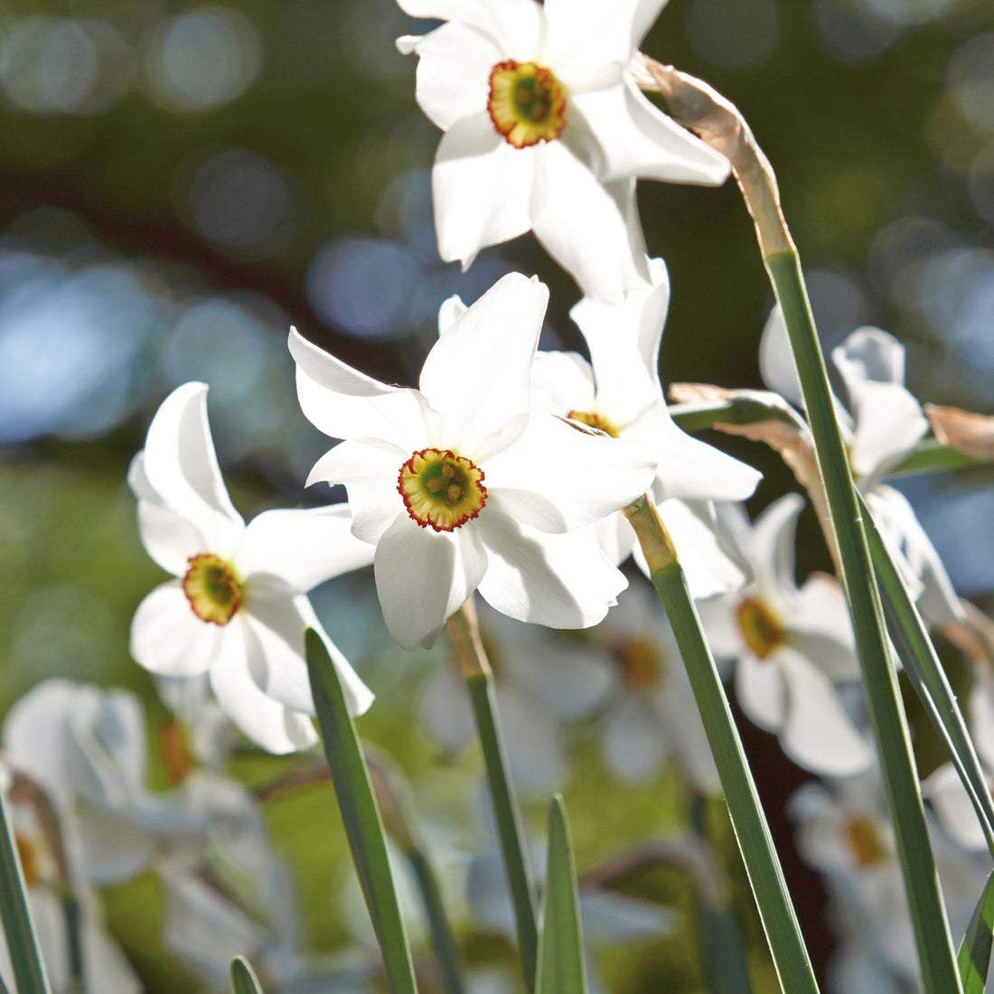 Żonkil, Narcissus 'Recurvus'