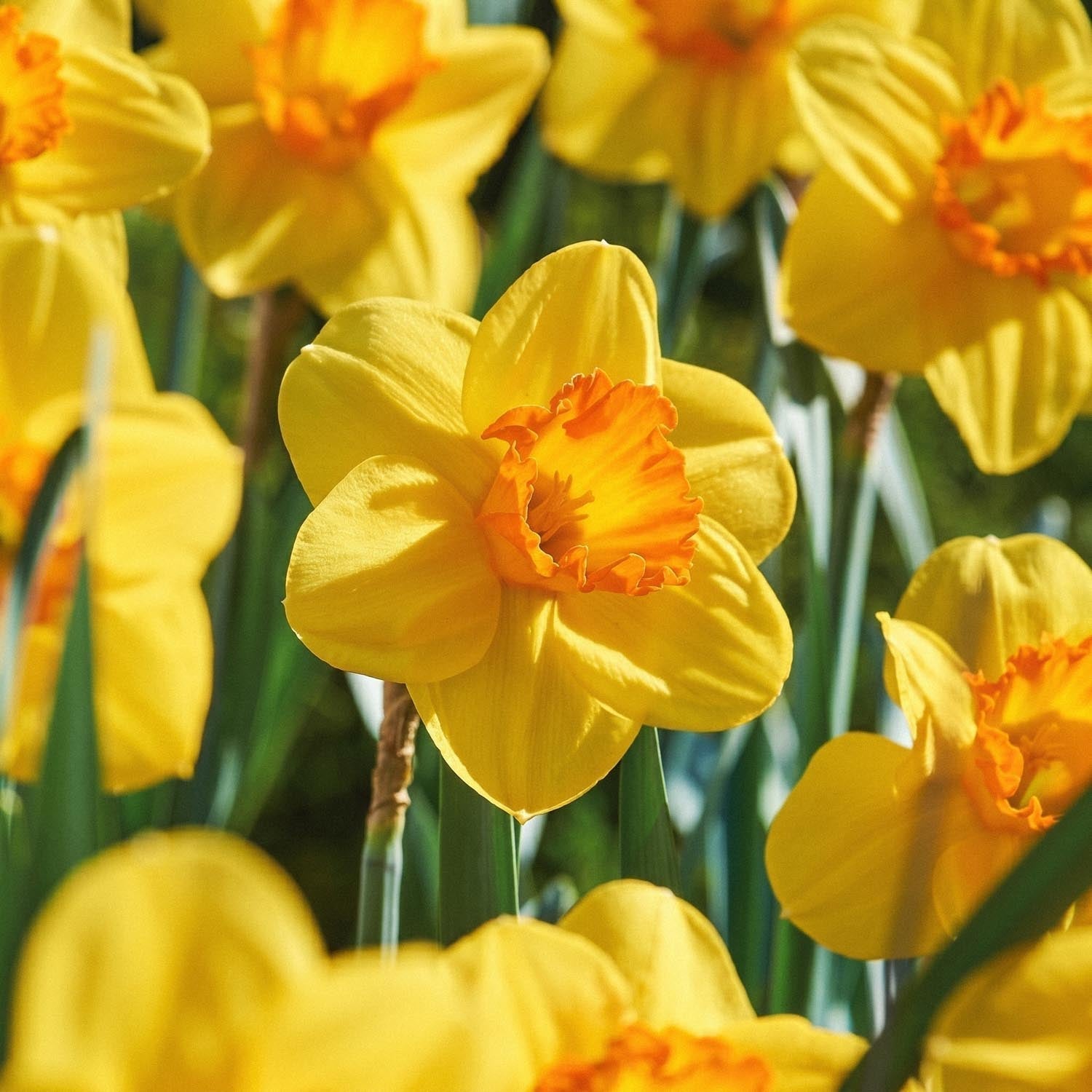 Żonkil, Narcissus 'Red Devon'