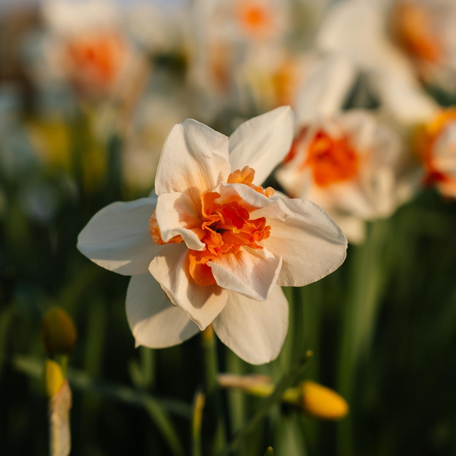 Żonkil, Narcissus 'Replete'