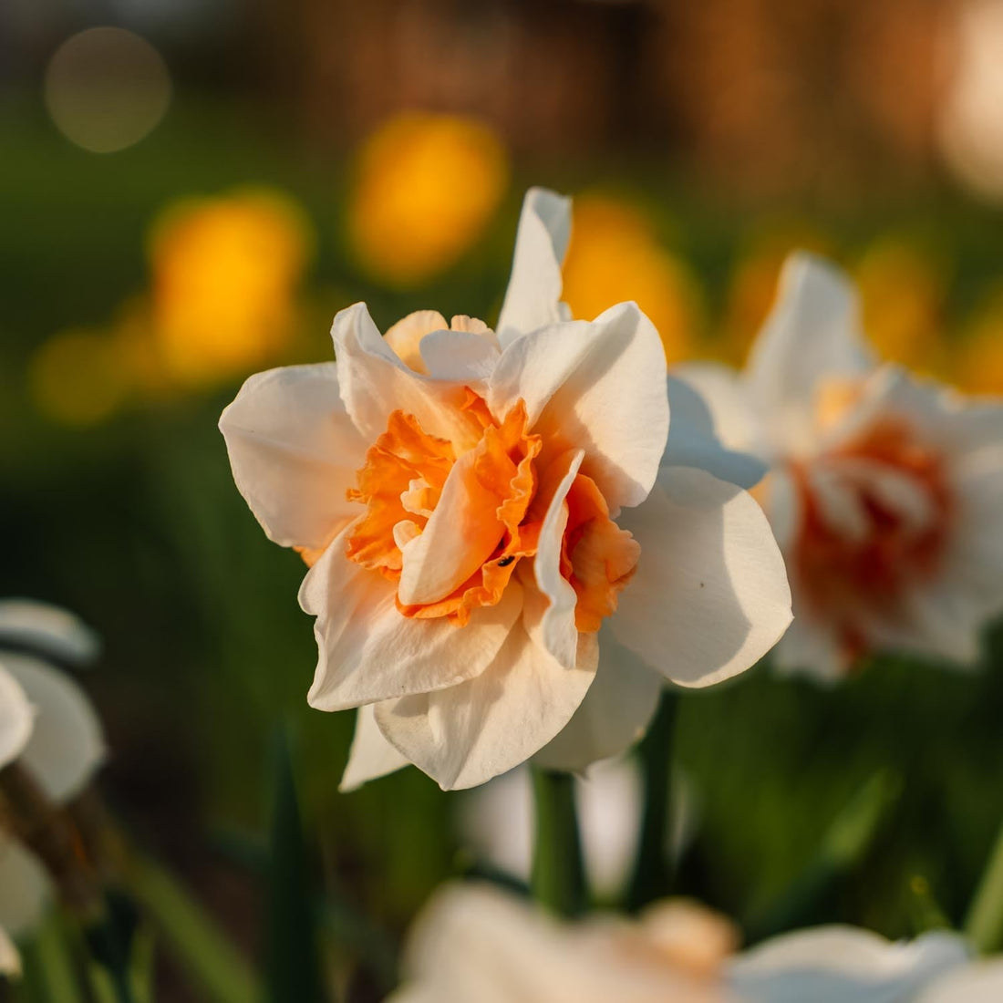 Żonkil, Narcissus 'Replete'