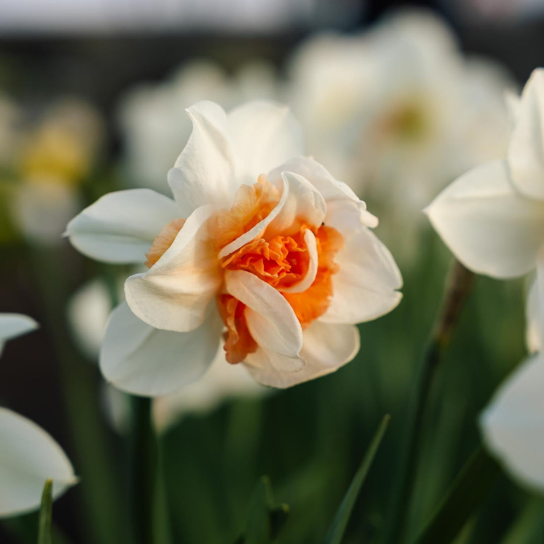 Żonkil, Narcissus 'Replete'