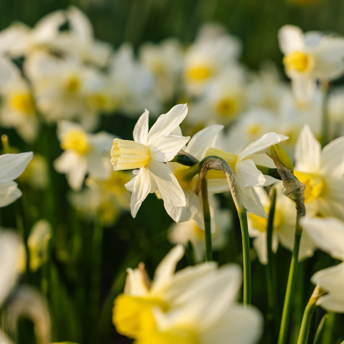 Żonkil, Narcissus 'Sail Boat'