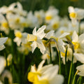 Żonkil, Narcissus 'Sail Boat'