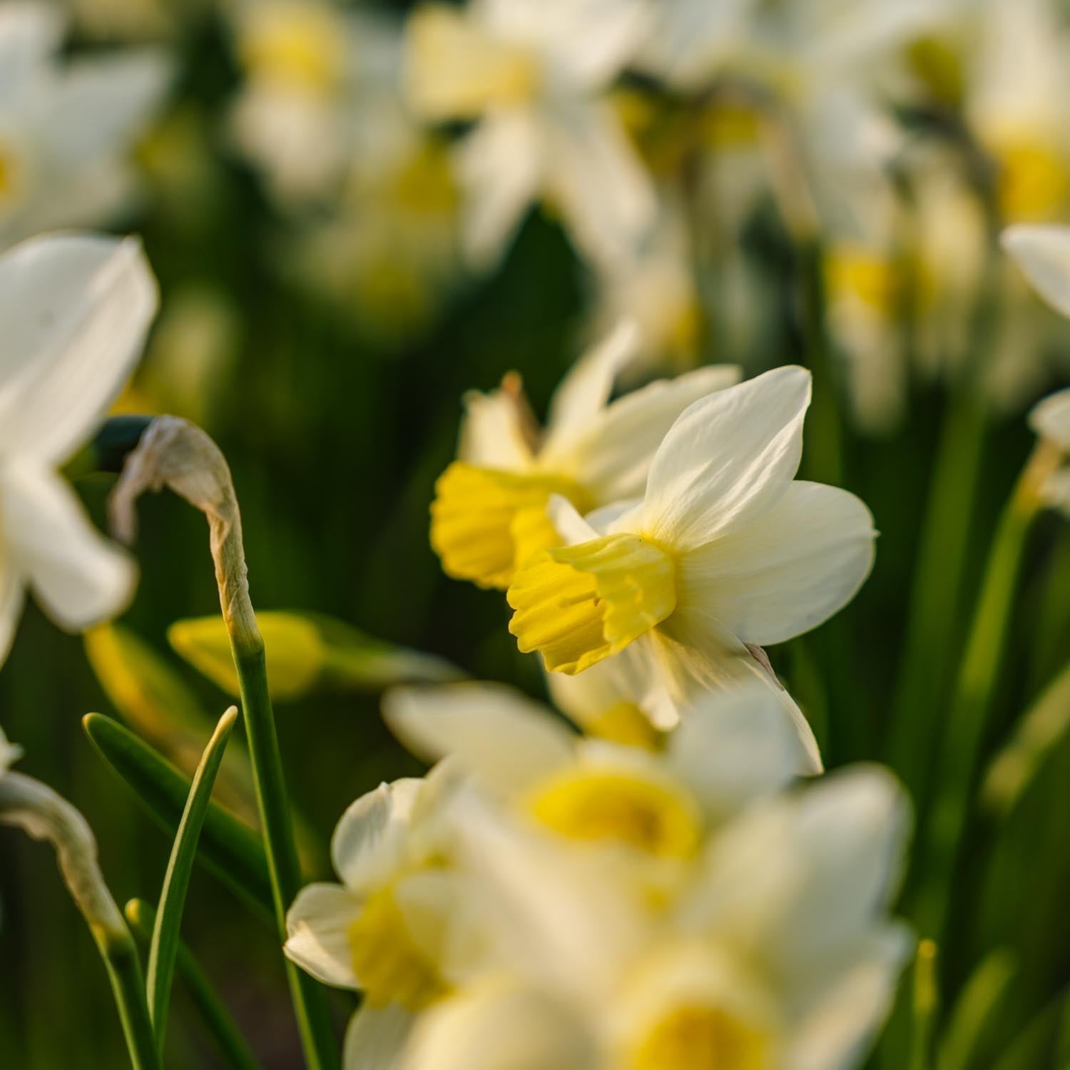 Żonkil, Narcissus 'Sail Boat'