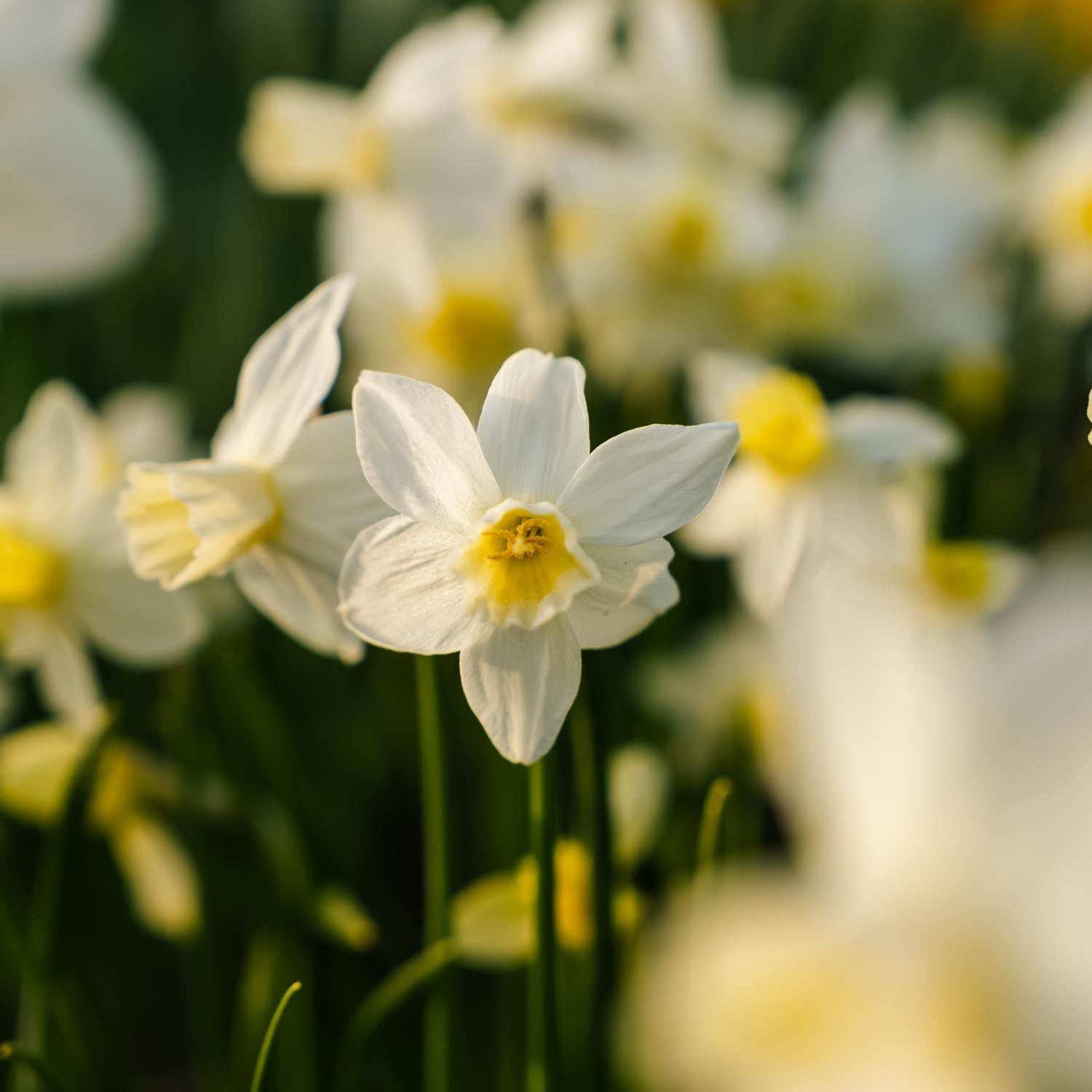 Żonkil, Narcissus 'Sail Boat'